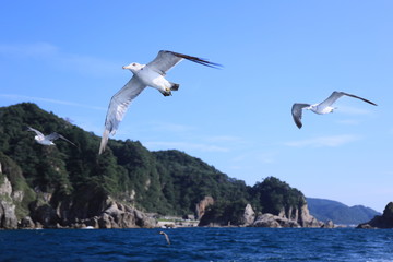 Fototapeta na wymiar 岩壁の海岸を飛ぶカモメたち
