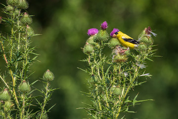 Goldfinch on thistle plant