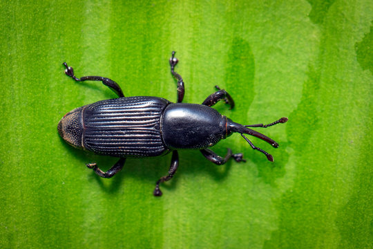 Image of banana root borer beetle (Cosmopolites sordidus) on green leaves on a natural background. Insect. Animal.
