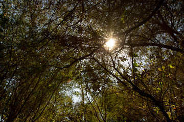 Sun flare in foliage