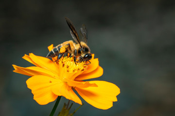 Image of giant honey bee(Apis dorsata) on yellow flower collects nectar on a natural background. Golden honeybee on flower pollen. Insect. Animal.