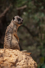 Meercat Suricata