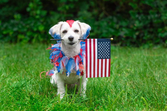 Small White Dog With Mohawk Holding The American Flag