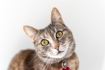 Molly the Innocent Tortoiseshell Cat on White Background