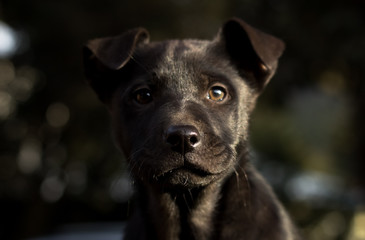 Portrait of a cute black dog puppy outside in the garden