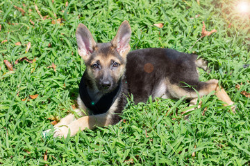 dog on grass