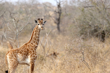 Obraz na płótnie Canvas young baby giraffe in the dry African bush
