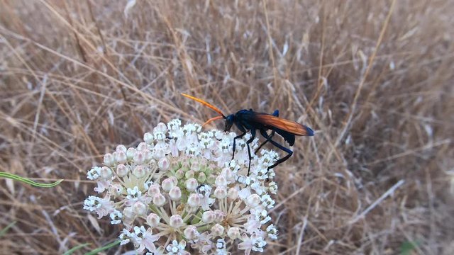 Large Tarantula Hawk wasp on Milkweed flower at Santa Susana Pass State Historic Park in Southern California.