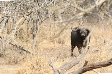 Lone male buffalo in the dry African bush