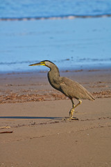 Tiger Heron (Garza Tigre) at the beach in Costa Rica