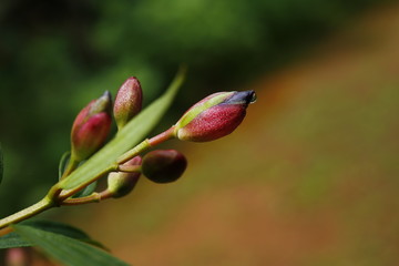 raindrop on a violet flower bud