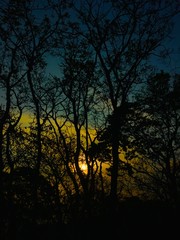 Naklejka premium sunset in forest