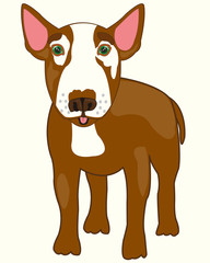 Dog bull terrier on white background is insulated