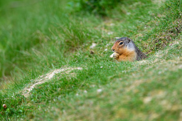 Columbian ground squirrel (Urocitellus columbianus) in Glacier National Park, Rogers Pass area