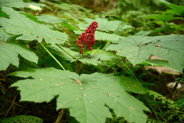 Close up photo of devil's club (Oplopanax horridus) leaves and fruit in the dark rainforest