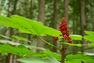 Close up photo of devil's club (Oplopanax horridus) leaves and fruit in the dark rainforest