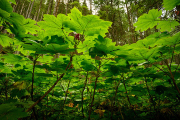 Close up photo of devil's club (Oplopanax horridus) leaves and fruit in the dark rainforest