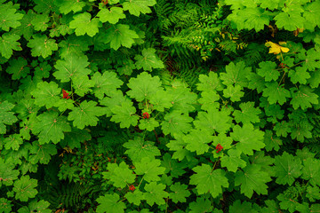 Devil's club (Oplopanax horridus) leaves and fruit