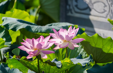 blooming lotus flower in pond