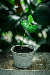 greeny young tree