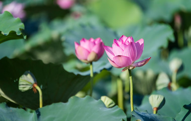 Obraz premium blooming lotus flower in pond
