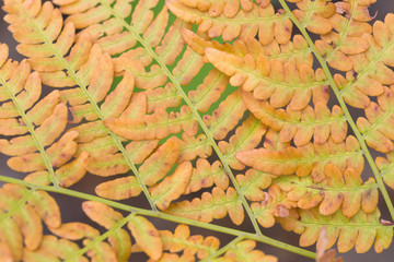 orange autumn fern leaves closeup