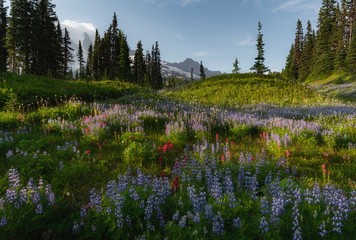 Wildflowers in Paradise