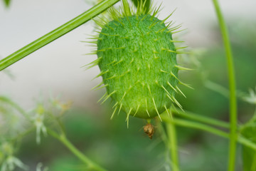 Echinocystis lobata, wild cucumber fruit - Powered by Adobe