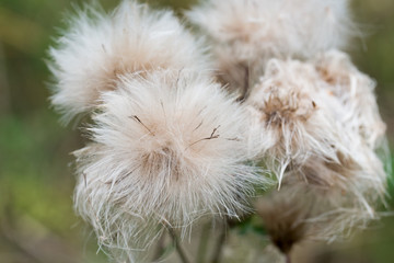 thistle flower head with fluffy seeds