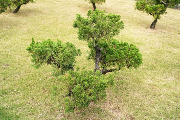 pine bonsai presentation the gardening culture.