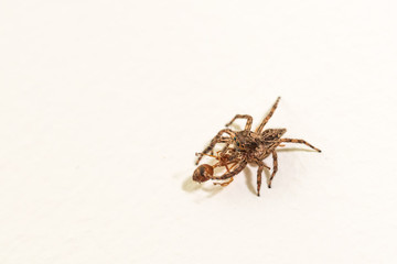 jumping spider macro