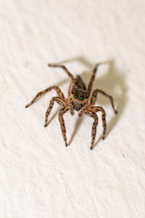 jumping spider macro
