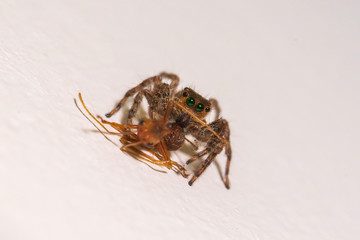 jumping spider macro