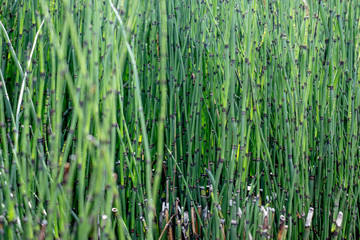 The close-up of a green plant