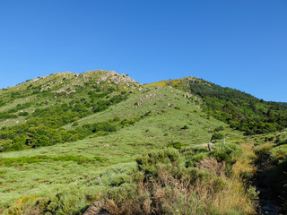 Fototapeta premium Moor with brooms in the Cévennes mountains, France