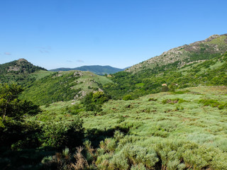 Naklejka premium Moor with brooms in the Cévennes mountains, France