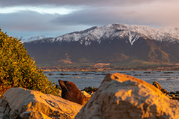 Seal warming itself in New Zealand Kaikoura Mountains in Background 