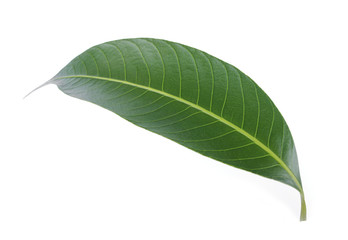 Obraz premium tropical leaf isolated on white background