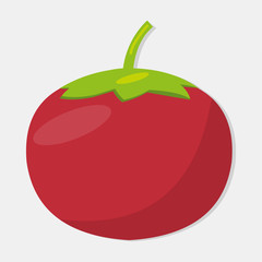 fresh tomato fruit isolated vector illustration