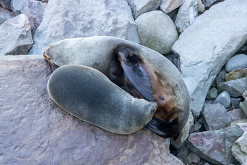 Nursing Seal Pup in Kaikoura, New Zealand 
