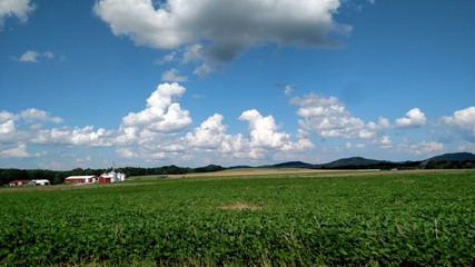 green field and blue sky