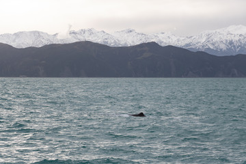 Sperm Whale Fin with Kaikoura Mountains in Background 