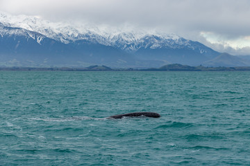 Fototapeta premium Sperm Whale with New Zealand Kaikoura mountains in background 