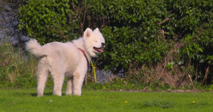 Samoyed white furry cute puppy dog outdoors happy face rear view