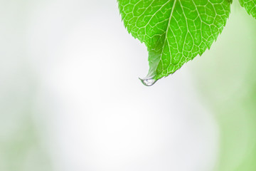 Fototapeta premium 新緑と木漏れ日