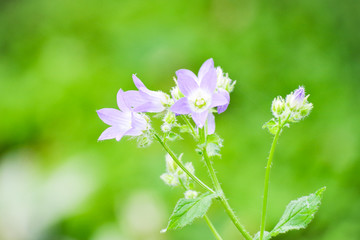 Obraz premium カンパニュラの花