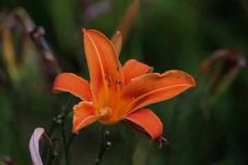 orange lily flower in garden