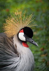 Kopf des Kronenkranichs 