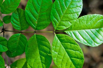 background of green leaves