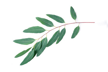 Eucalyptus leaves on white  background .top view